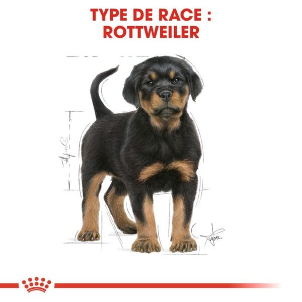 Royal Canin Rottweiler Puppy pour chiot - Image 6