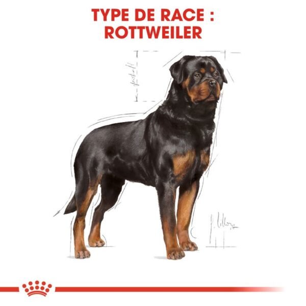 Royal Canin Rottweiler Adult pour chien - Image 6