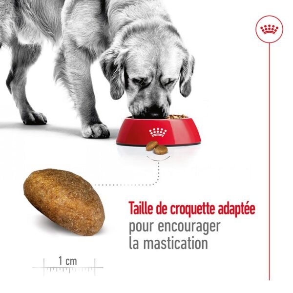 Royal Canin Maxi Adult pour chien - Image 4