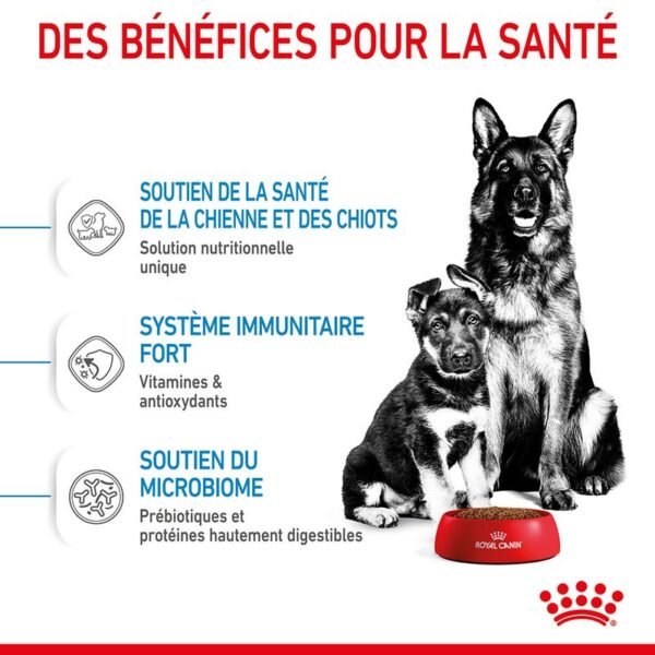 Royal Canin Maxi Starter Mother & Babydog pour chien - Image 4
