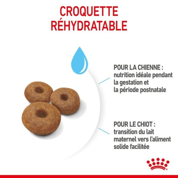 Royal Canin Maxi Starter Mother & Babydog pour chien - Image 5